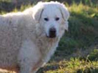 mastino abruzzese taglia grande abruzzese
